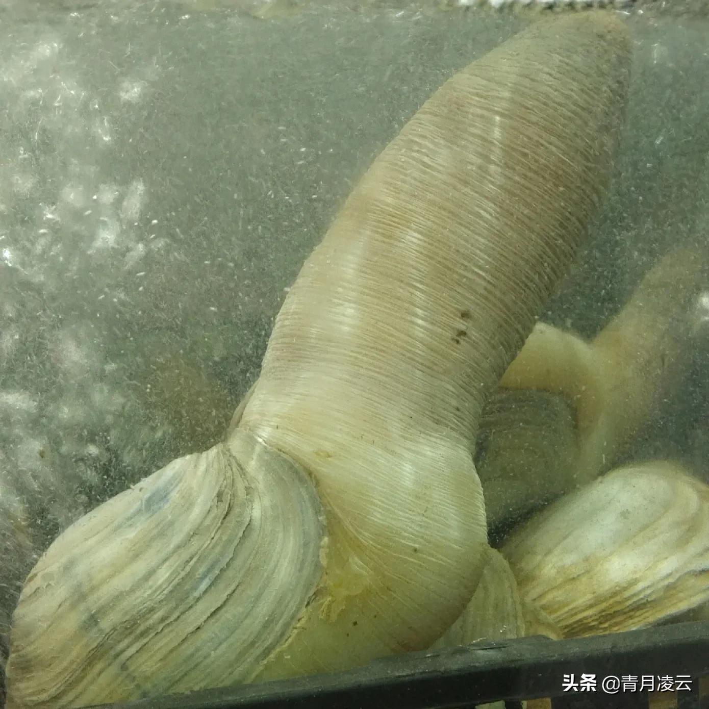 海鲜市场常见海产品图鉴,海鲜市场常见海产品图鉴表图例