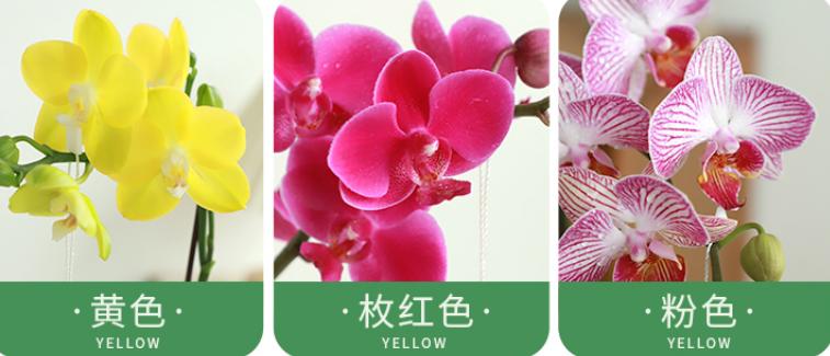 年前逛花市这5种花打死也别买,春天逛花市5种花千万别买