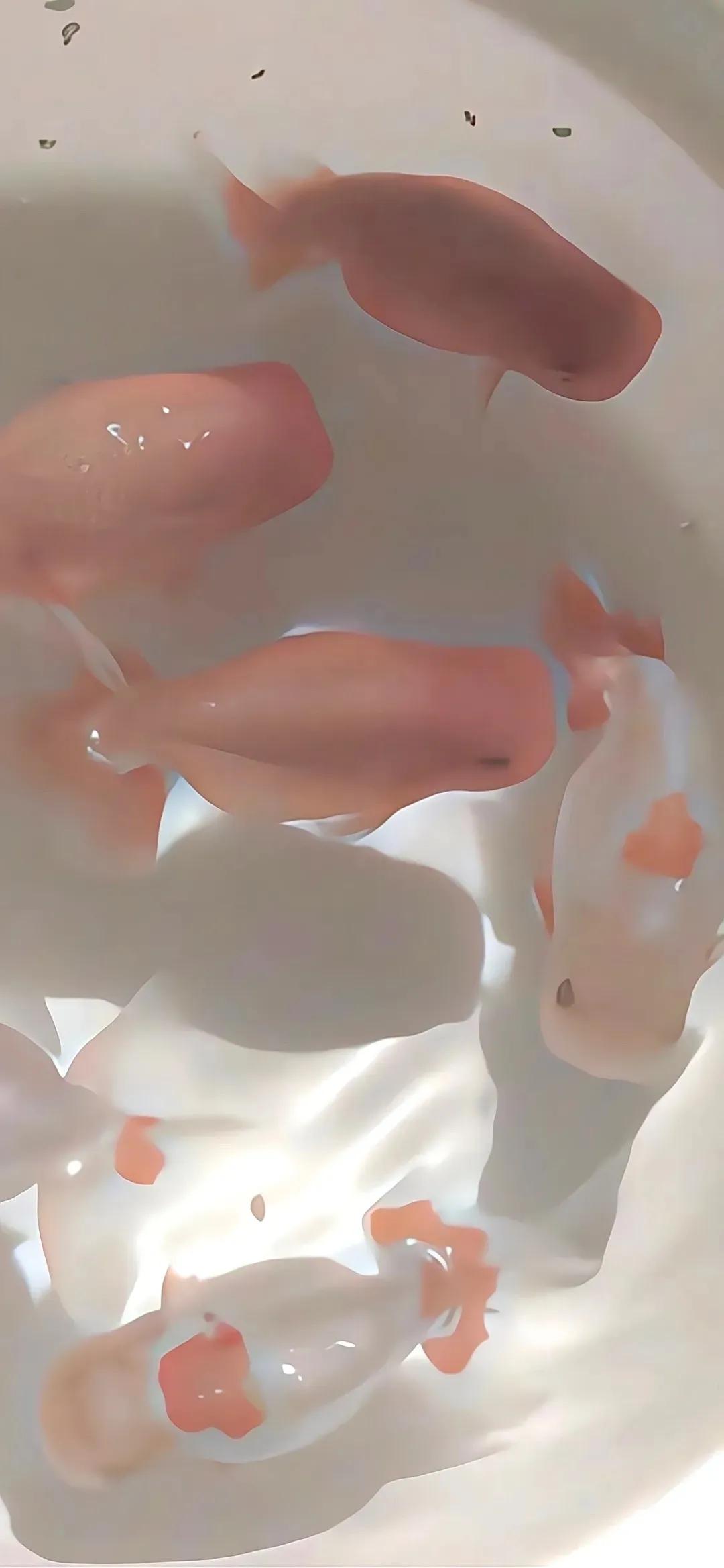 壁纸下载软件,壁纸图片大全