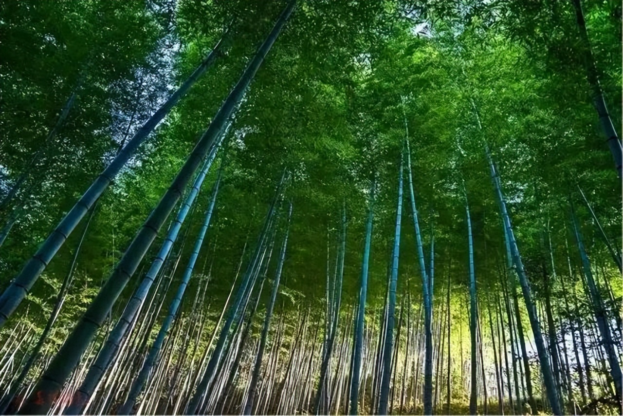 邛崃川西竹海攻略,邛崃竹海徒步攻略