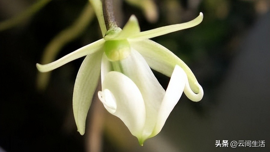 世界上最贵的花十五一斤,世界上最贵的花完整版