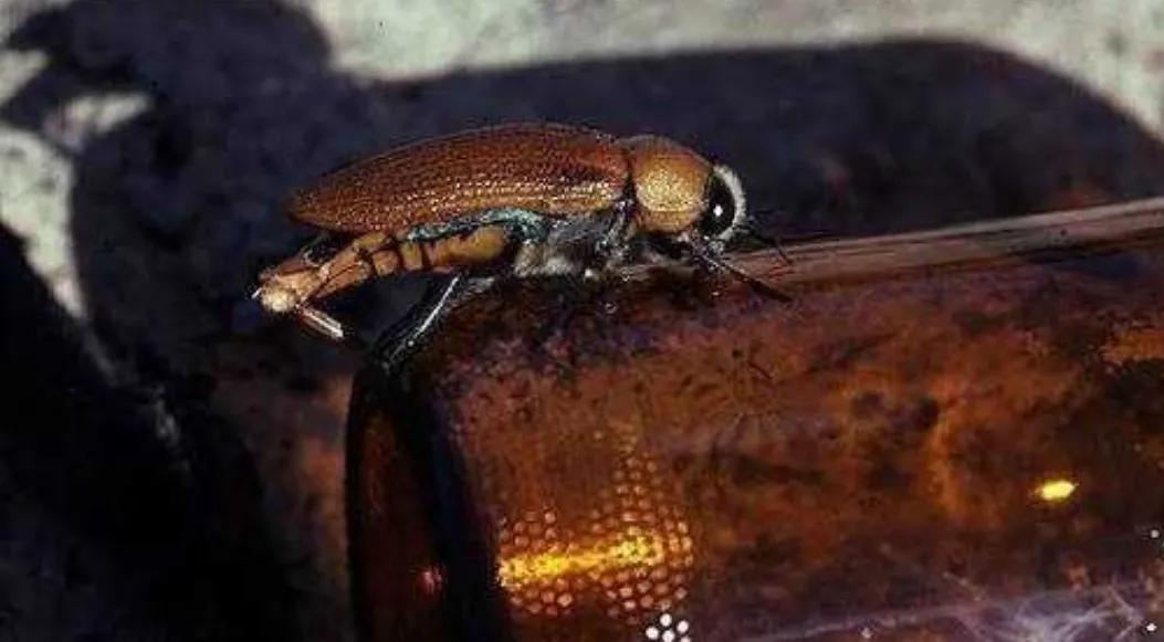 我们必须要改变瓶子的设计，不然这些甲虫就要绝种了