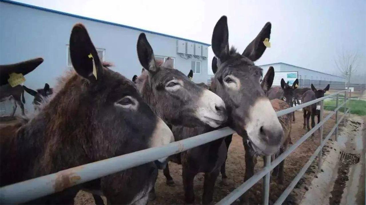 马真的比驴好吗,为什么马永远无法取代驴子的地位