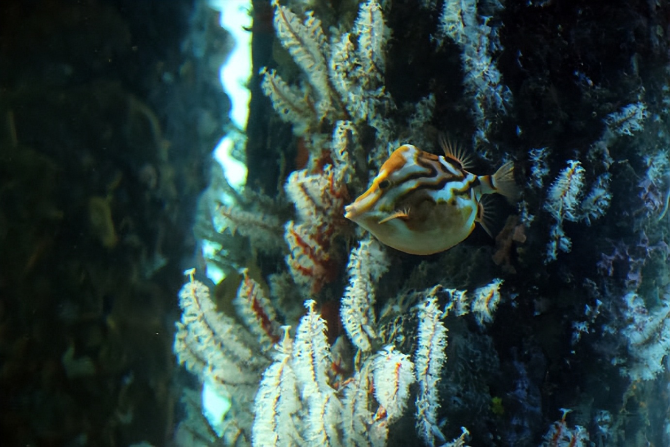 澳大利亚珀斯旅游攻略,旅游澳大利亚悉尼