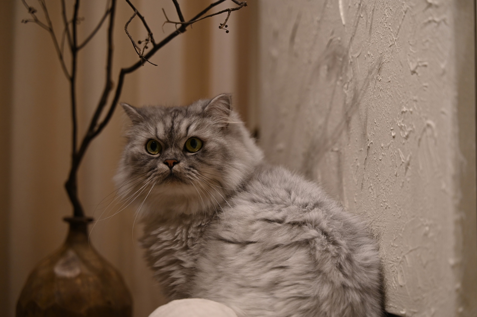 尼康z28-75f2.8人像镜头,尼康尼克尔z58mmf0.95s点评