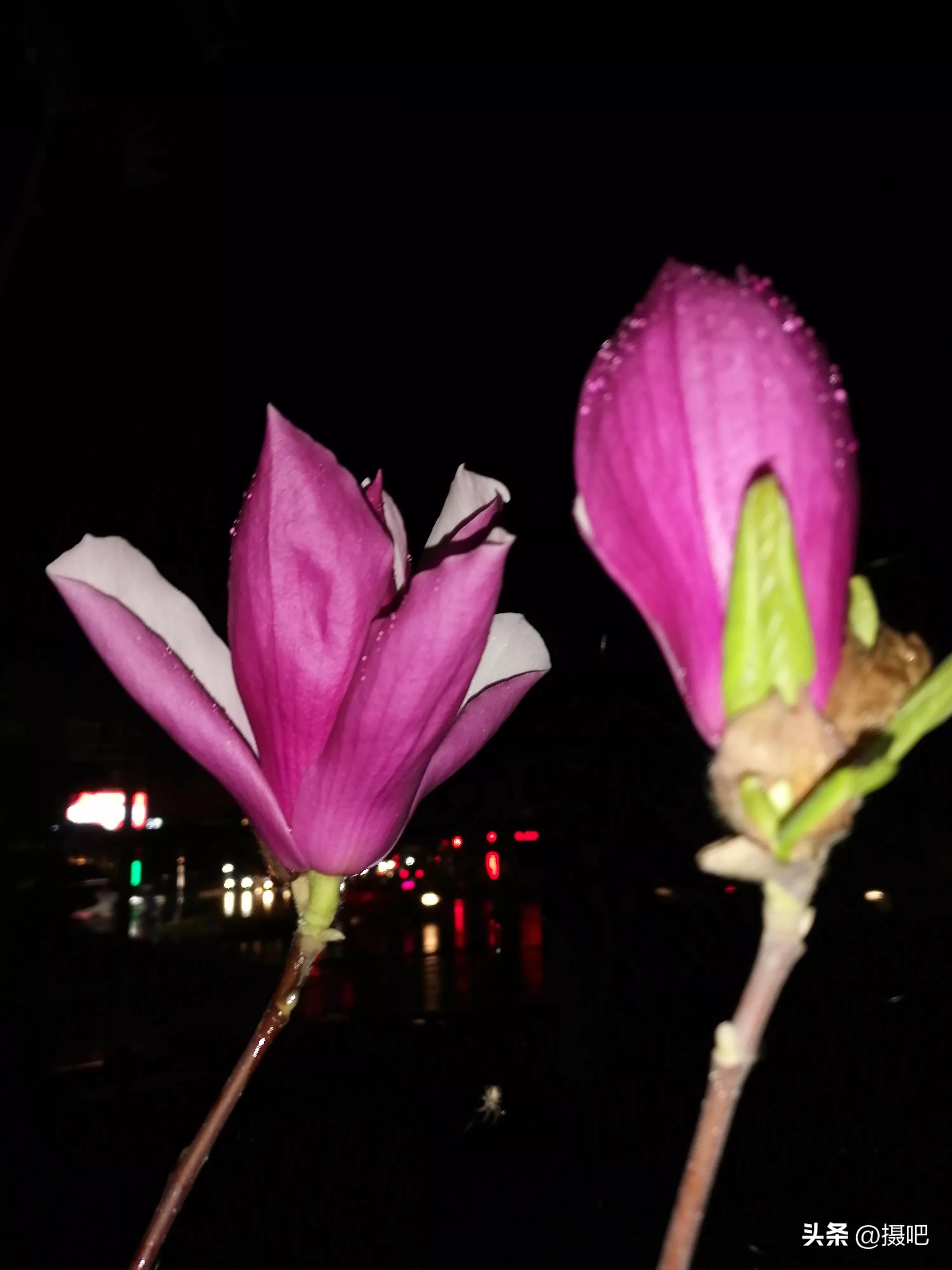 雨夜玫瑰背景图,玫红色唯美图片