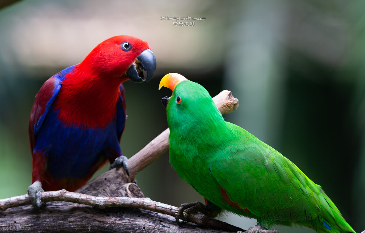 鹦鹉卡蛋怎么处理,折衷鹦鹉卡蛋怎么办