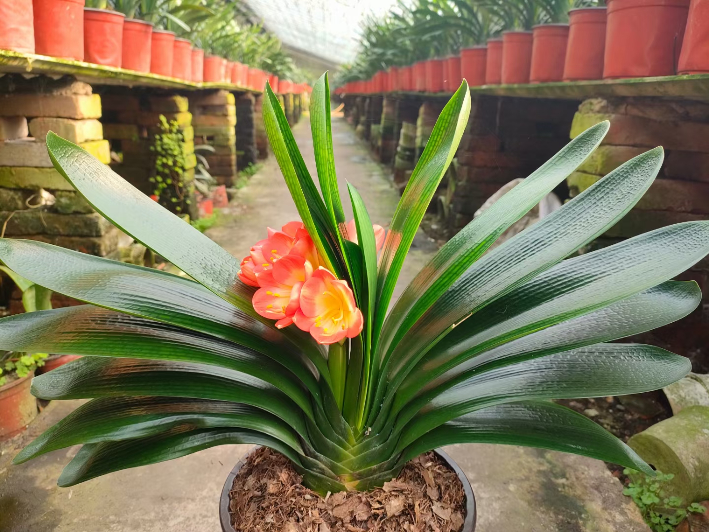 养人旺家聚福气的花,什么花让人心情愉悦又好养