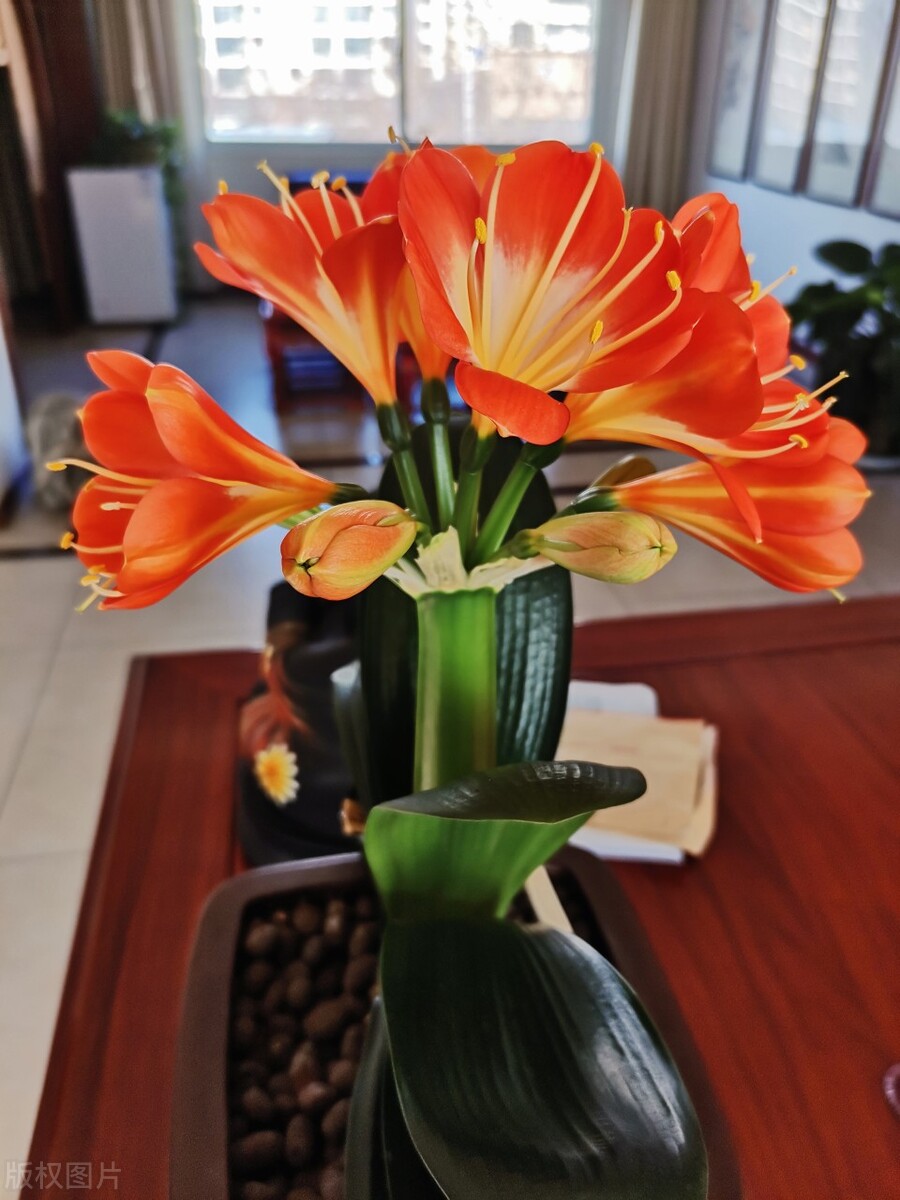 家里养哪五种花大气,家养哪四种花寓意好