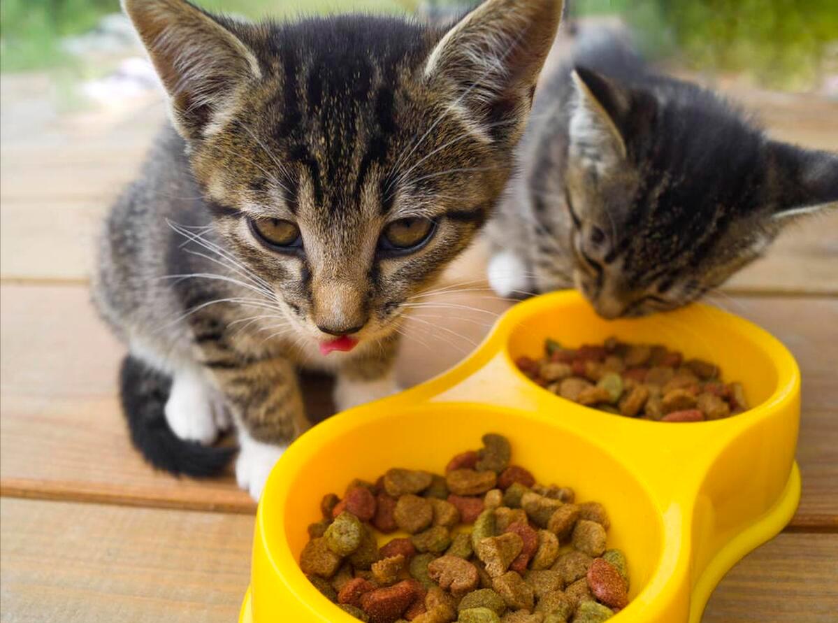 猫咪吃什么牌子猫粮好,猫咪吃什么牌子的猫粮比较好