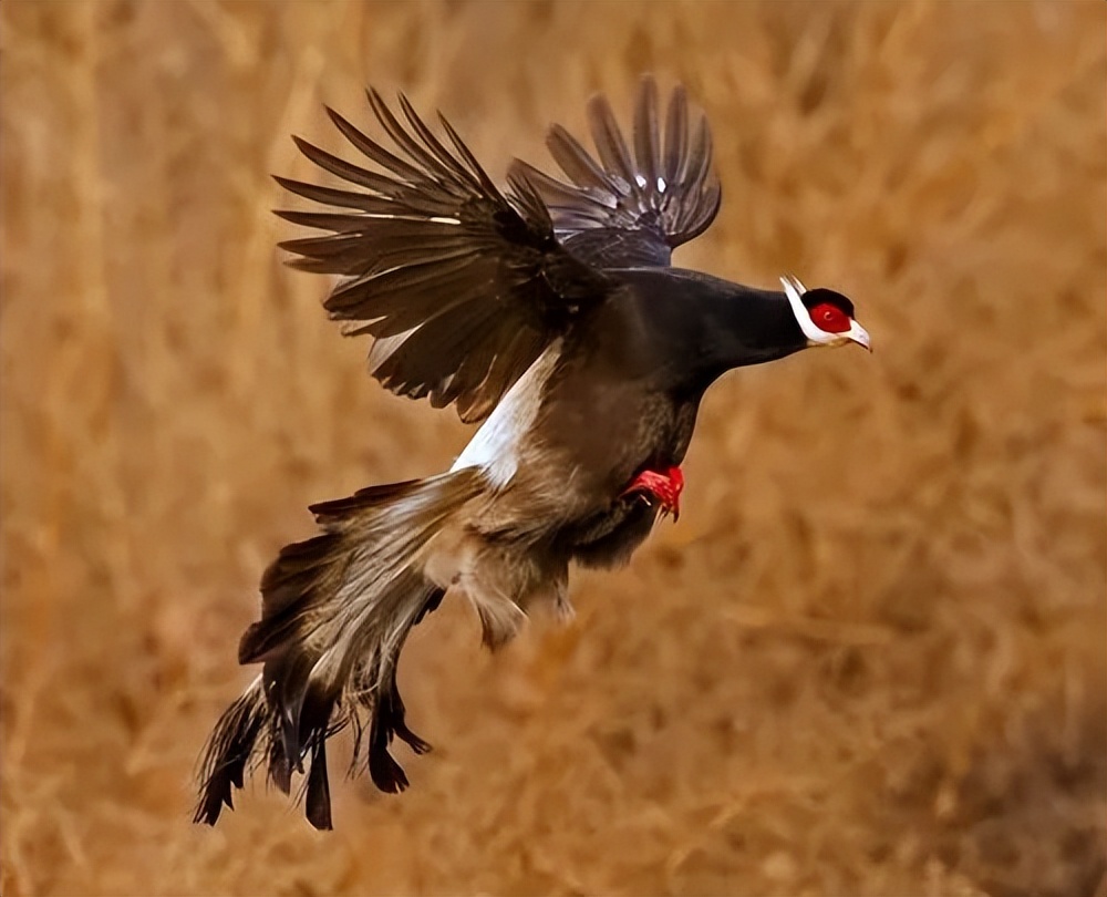 陕西农村出现巨型怪鸟,巨型鸡长500斤
