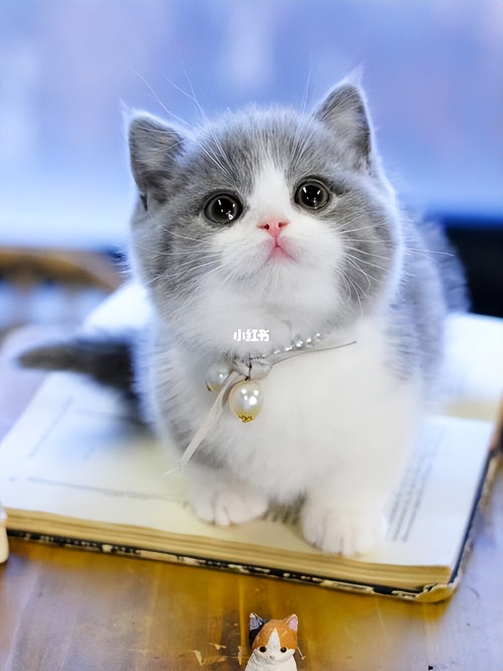 什么猫咪最好养而且不怎么生病,什么猫咪好养不容易生病