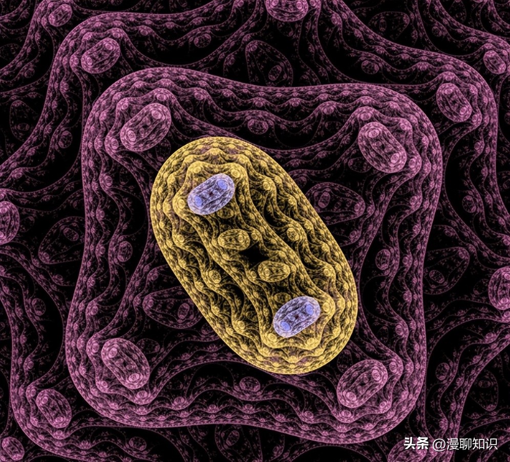b族链球菌胎儿感染的概率多少,b群链球菌阴性孕妇