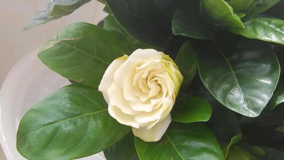 大叶牡丹栀子干尖黄叶是什么原因,栀子花开始黄叶掉苞怎么拯救