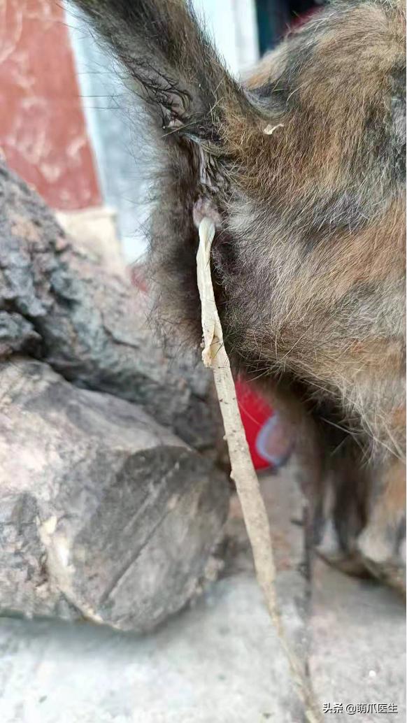 猫吃米线,猫吃米线吗