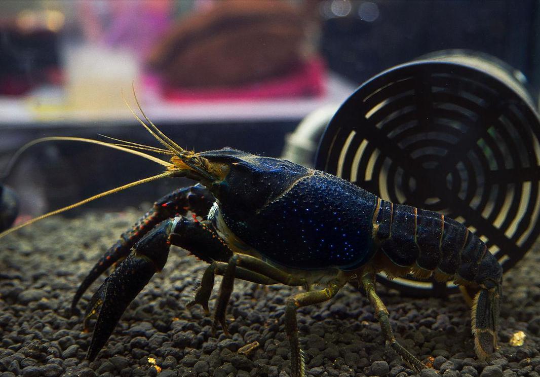 夏天小龙虾到底能不能吃,小龙虾烧烤的危害