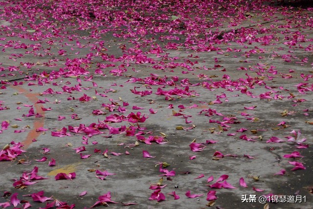 落英缤纷草书欣赏,落英缤纷美句简短