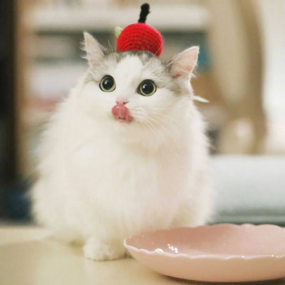 不要被可爱蒙蔽眼睛,买猫被骗300元是真的吗