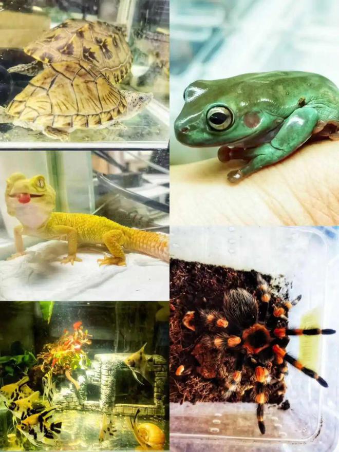 动物、绿植、手办，“花式”装饰丰富年轻人的办公桌