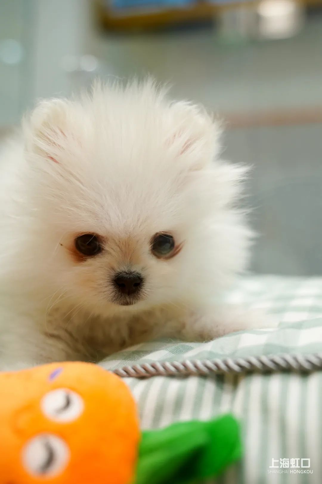 狗道宠物上海嘉定店,狗道宠物百联南方店