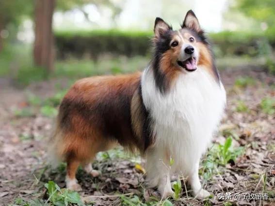 狗的种类常见宠物狗的品种及特点,宠物狗种类及特点