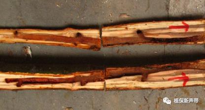 蛀干害虫为害症状识别,什么是蛀干害虫