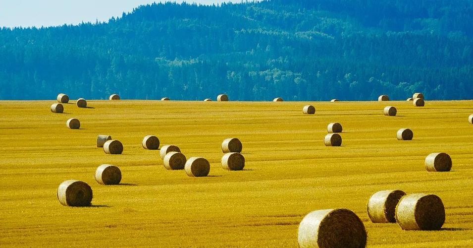 农作物发展的现状及变化,俄罗斯农业发展状况及主要农作物