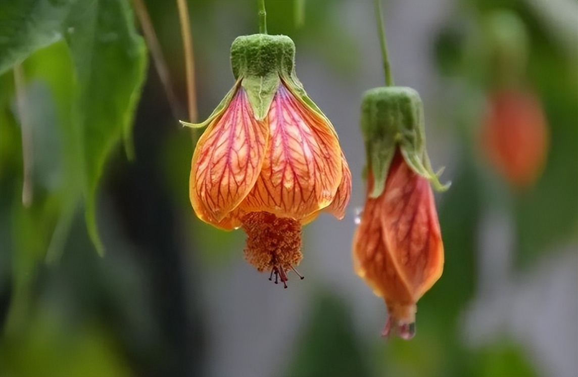 猫咪的名字原来可以这么有诗意，快给你家主子安排上