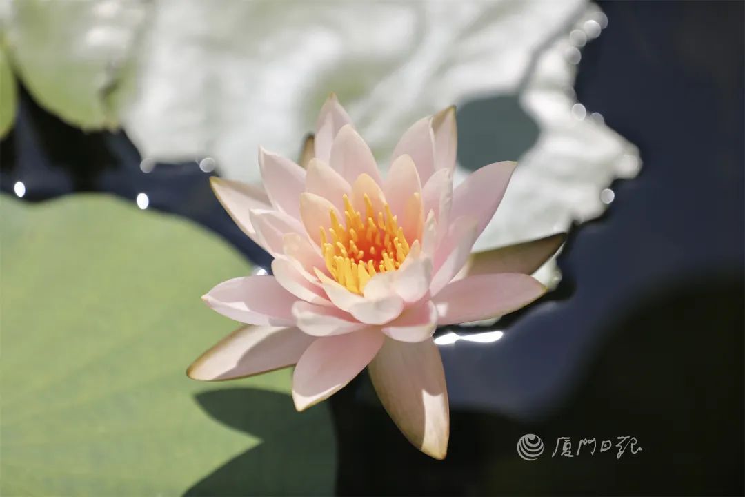 夏天厦门三亚北海到底选哪个好玩,厦门夏天哪个景区最好