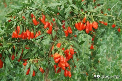 宁夏行政区域划分历史沿革,宁夏以前是甘肃的吗