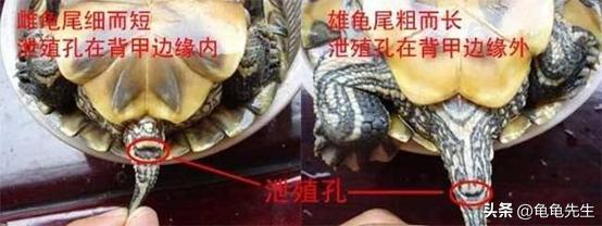 乌龟要怎么养才会养得更好,新手养乌龟的十条建议