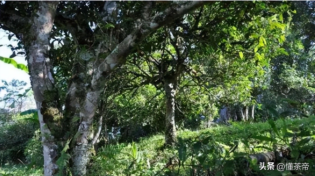 云南省野生古树茶排名第一,云南十大古树茶叶