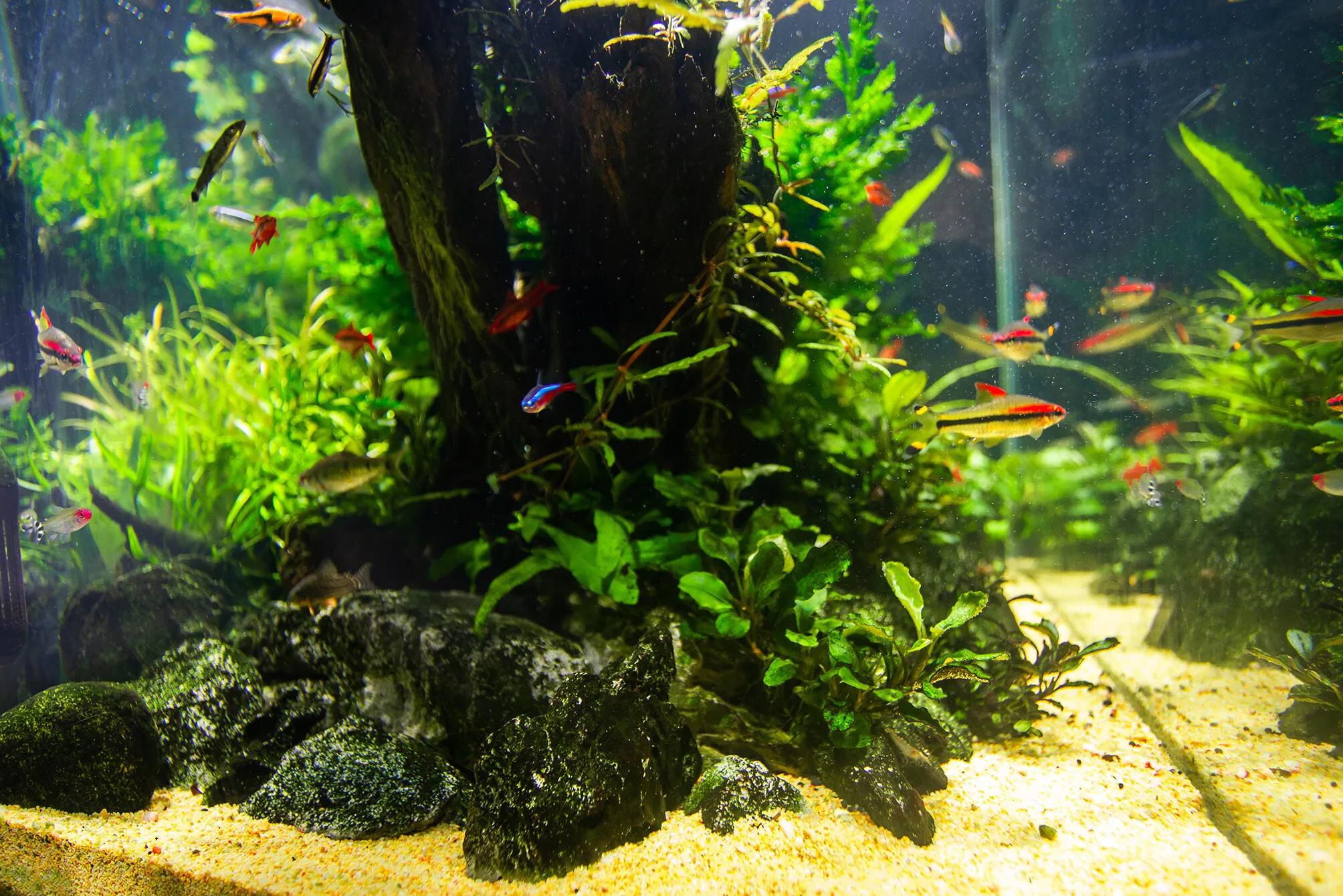 缸起藻了怎么办,缸里长丝藻怎么处理