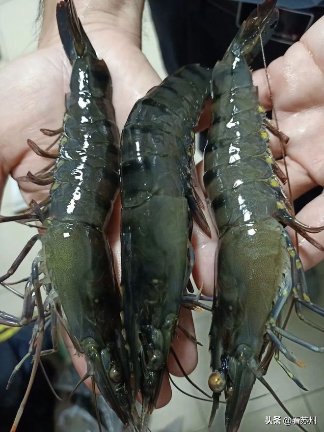 部分中小规格虾上市冲击市场,虾类大量上市