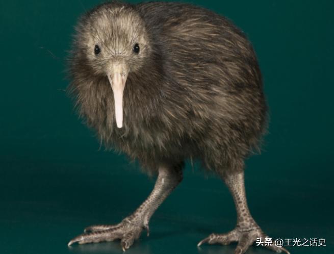 孤悬海外的新西兰，闷声发大财的最好代表