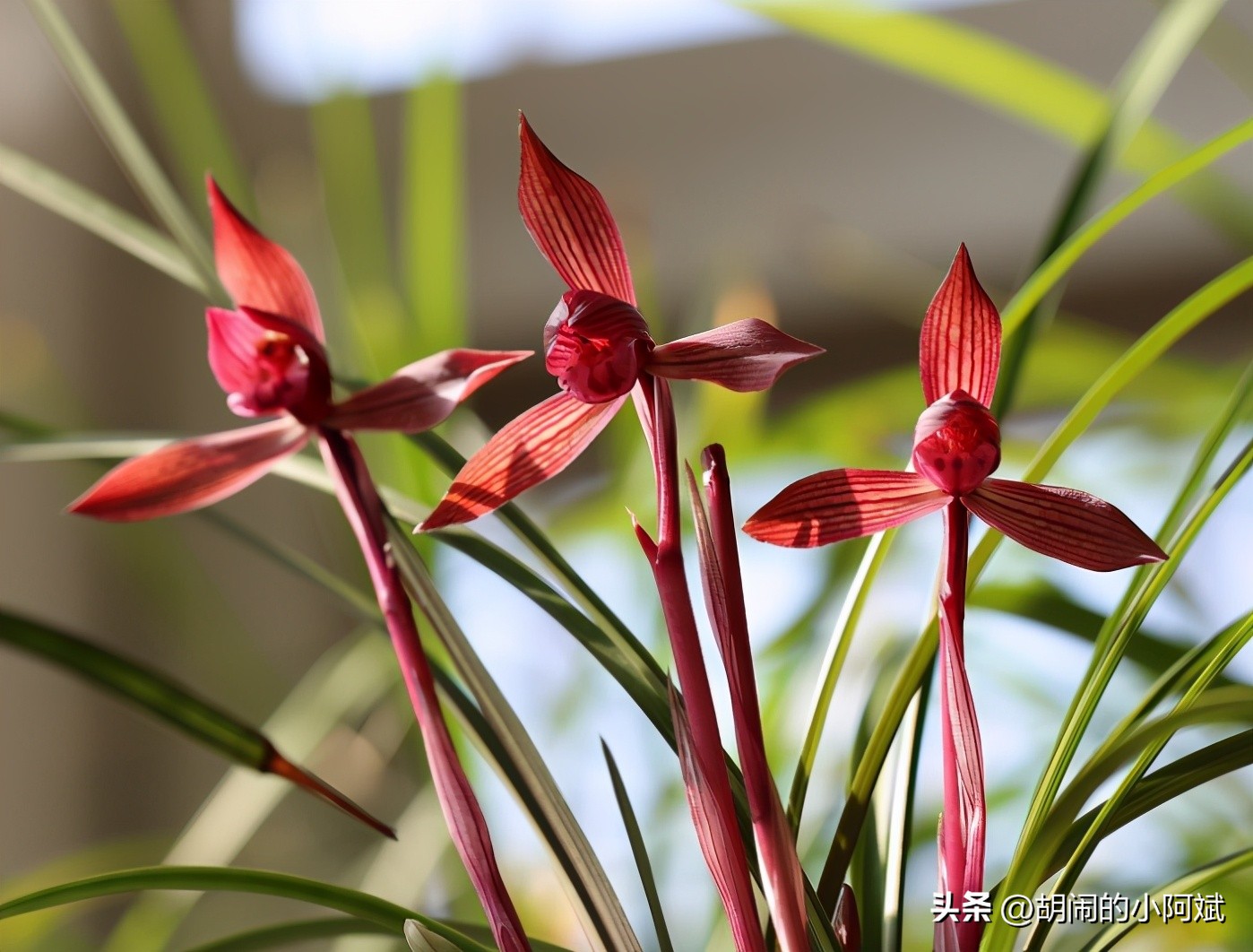 兰展名贵兰花,云南兰展最好的兰花