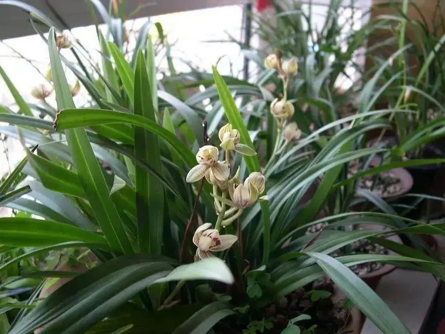 跌落神坛的名贵兰花,盘点最近几年火的兰花