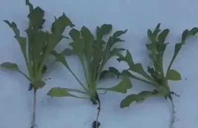 盆栽*粟罂**“当蔬菜吃”？涉嫌违法犯罪！有关知识来了解一下