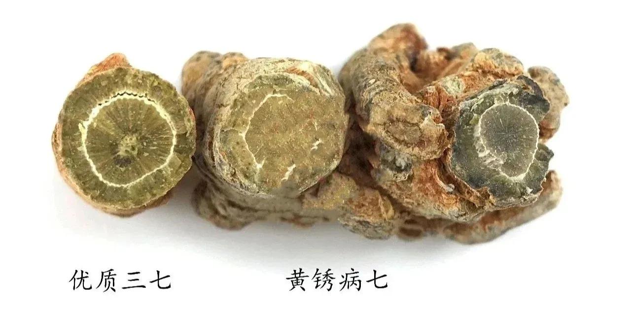 甯歌浼姡浜у搧,甯歌鍔h嵂