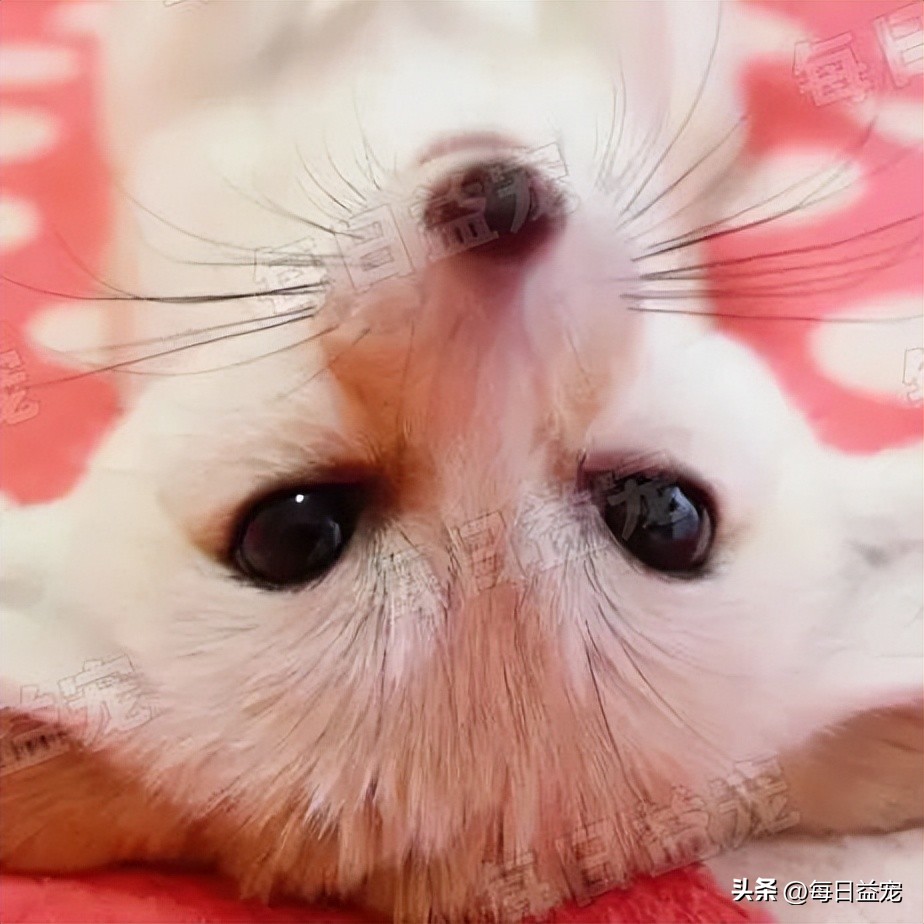 花500元从网上买的猫,6000元的纯种布偶猫