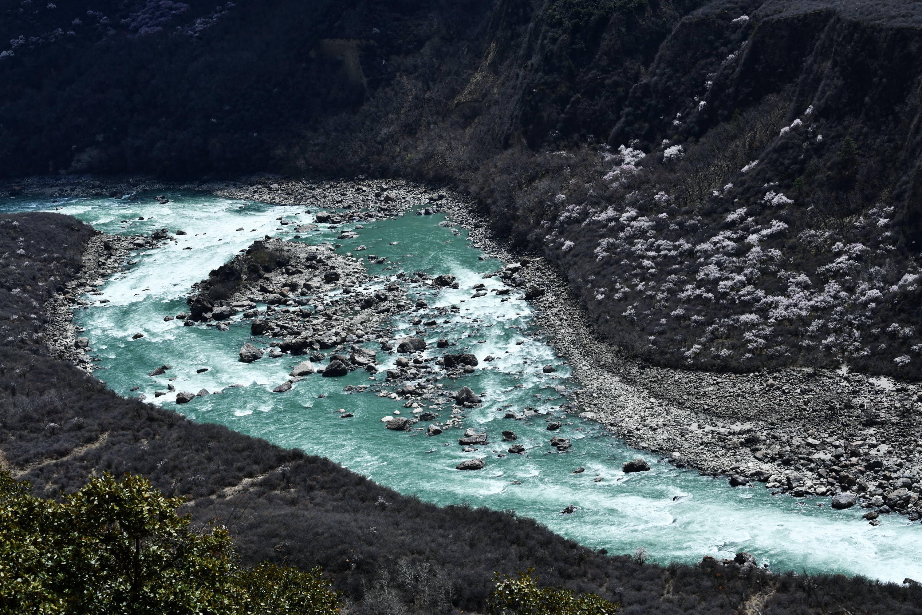 我的林芝一日游攻略,林芝看桃花西藏之旅