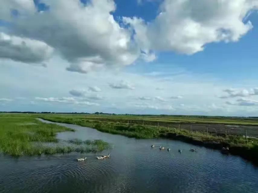 素心竹日记之稻田地补苗儿