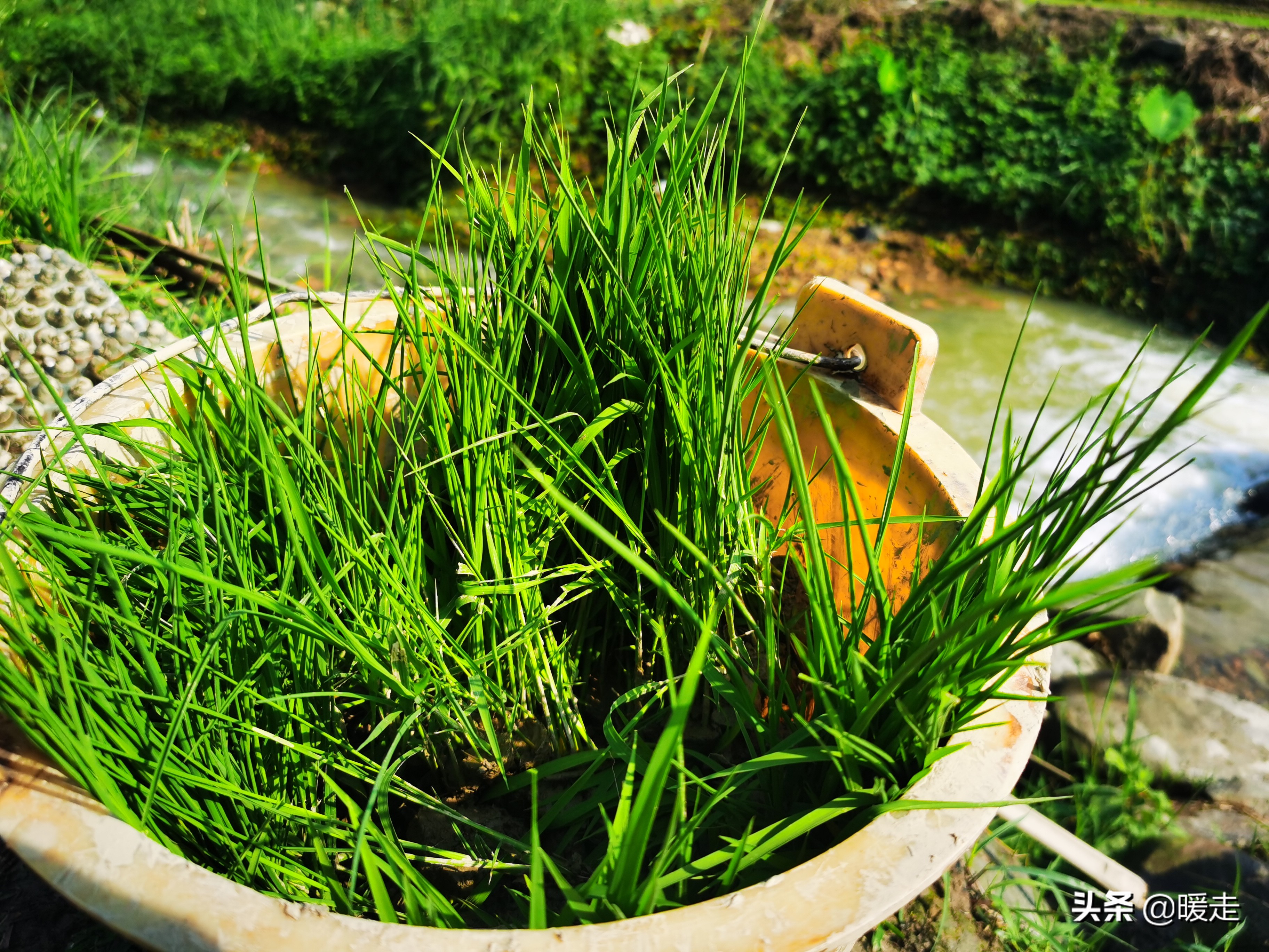 广西农民种田,乡村种田的生活视频