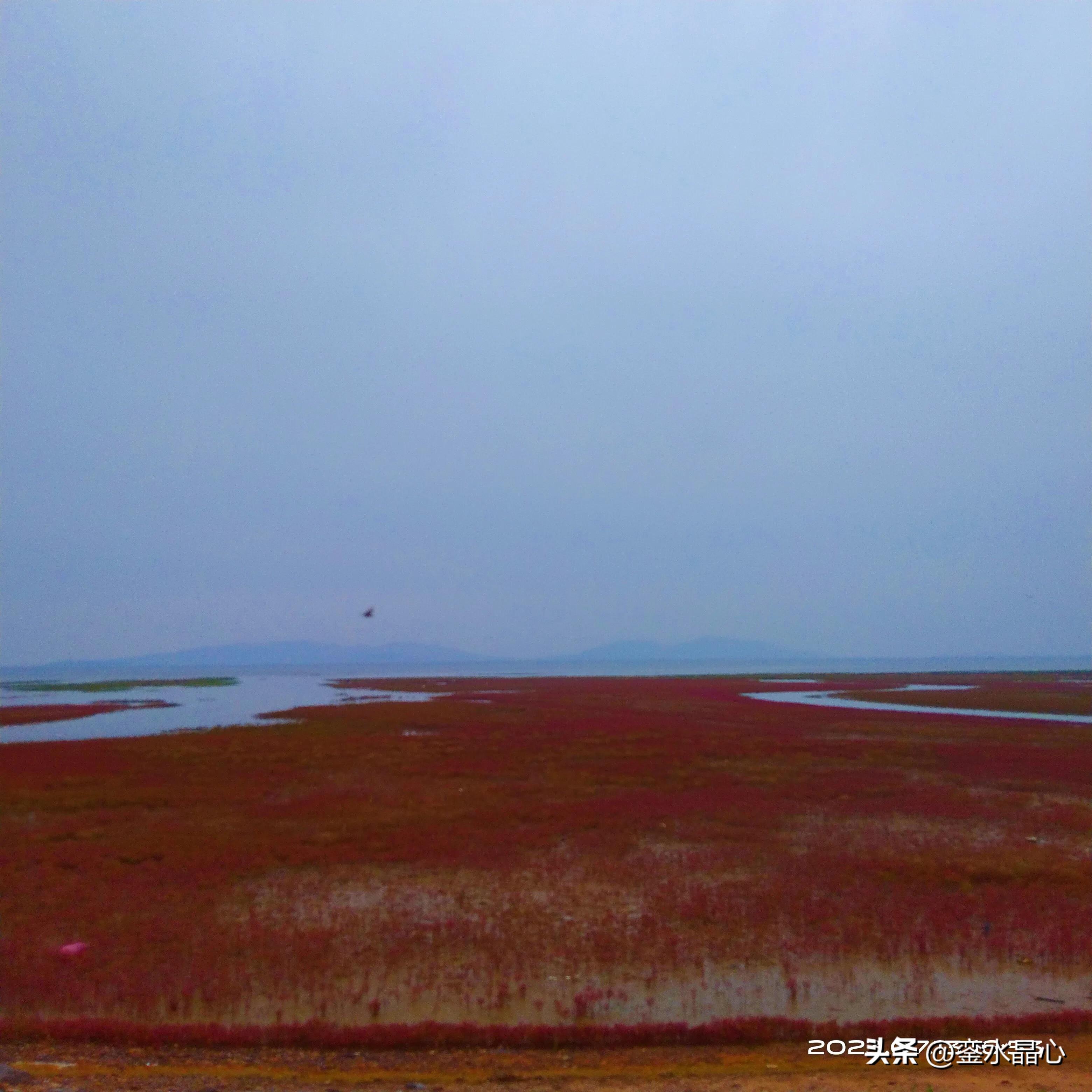 兴城红海滩值得去吗,兴城红海滩十月一日去红吗