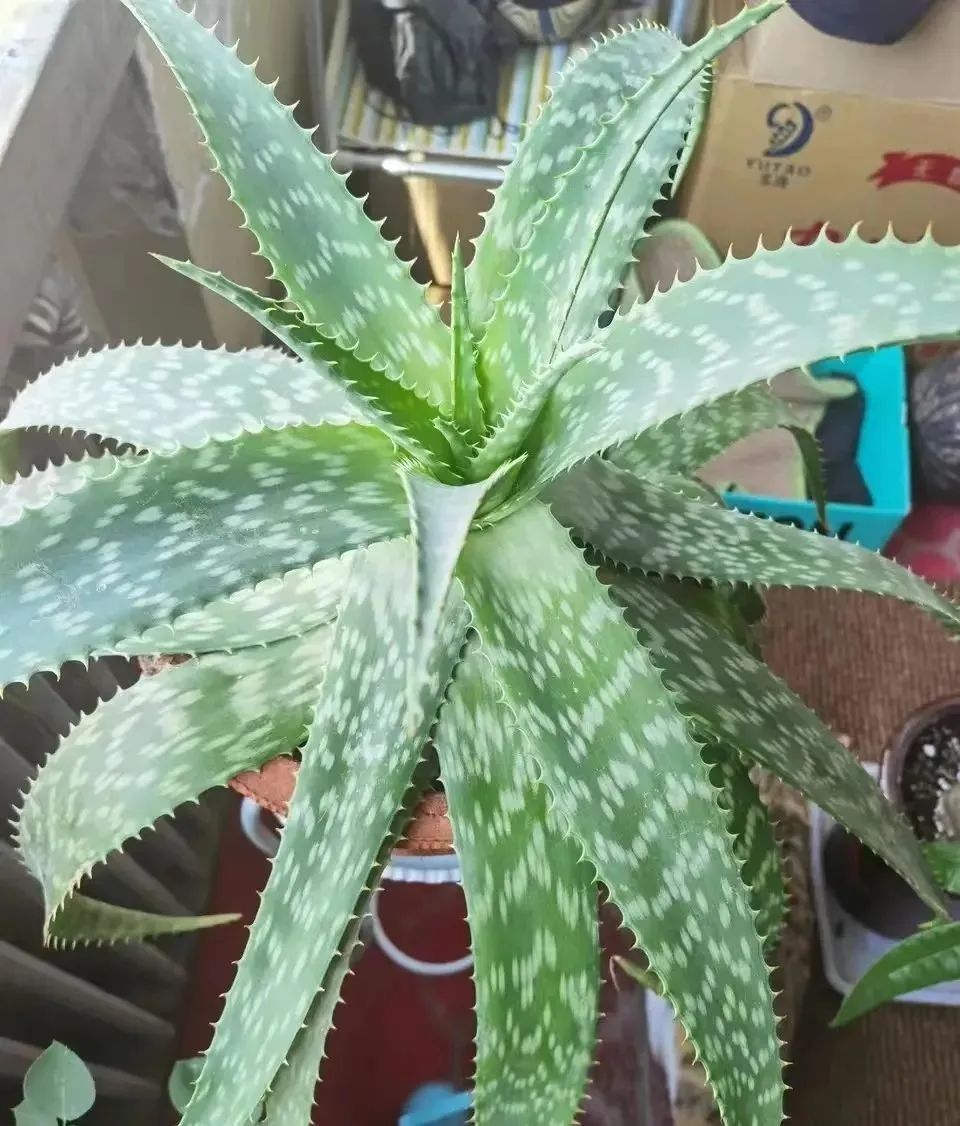 芦荟优点多，是家庭“小药箱”，好养耐看，值得拥有