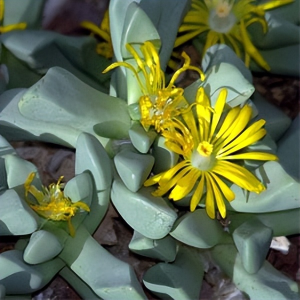 102个大类近500个多肉植物图片，都极其美丽，建议在家中也养一盆