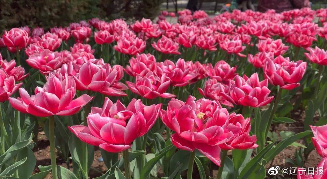 沈阳市内可以去的免费景点,沈阳市区旅游景点大全排行