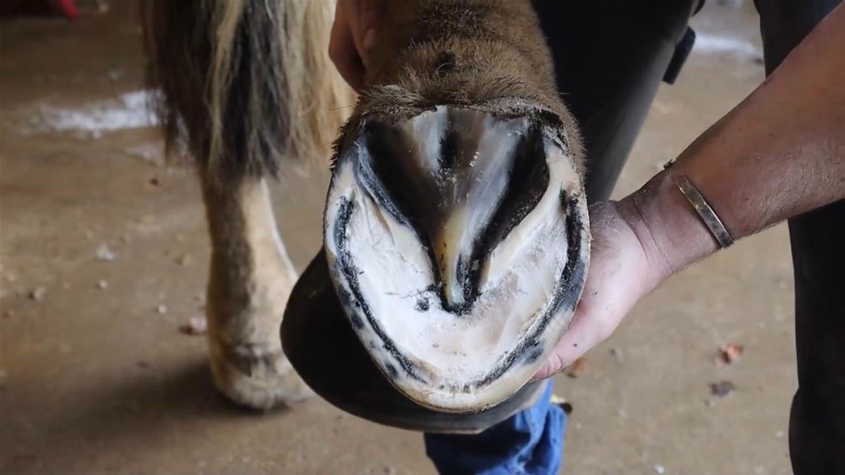 有马蹄铁的马和没马蹄铁的马,橡胶马蹄铁和普通马蹄铁的区别