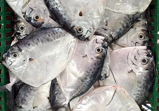 海鲜有什么品种的鱼类好吃,海鲜鱼类名字大全