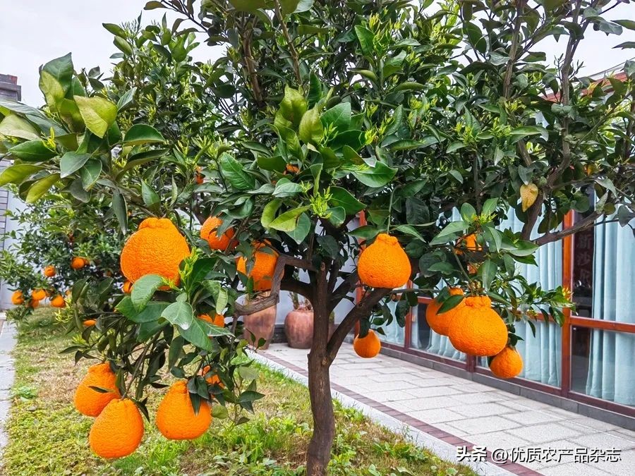 眉山春橘为什么行？